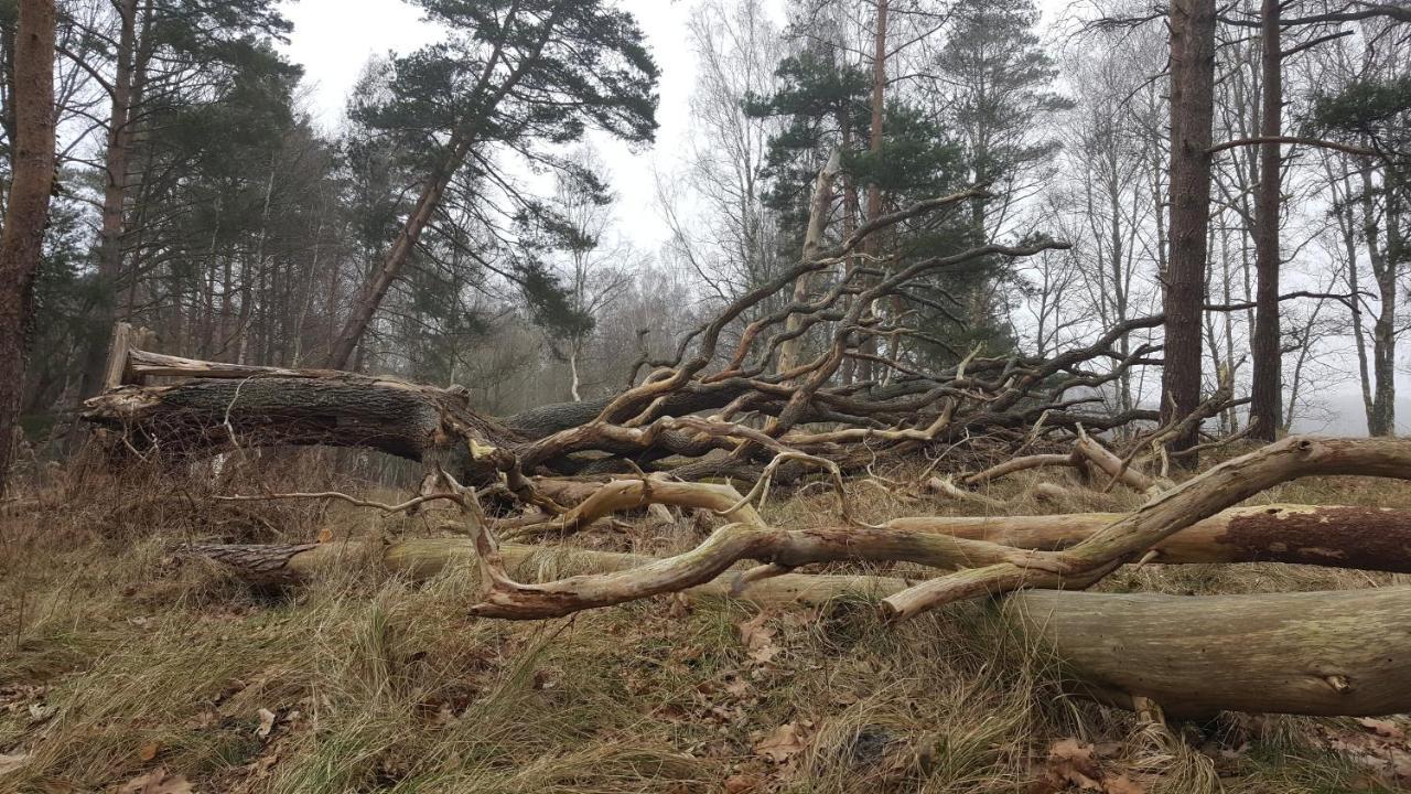 Slowinskie Widoki Domki Flora, Fauna, Noclegi Smoldzinski Las Exterior foto