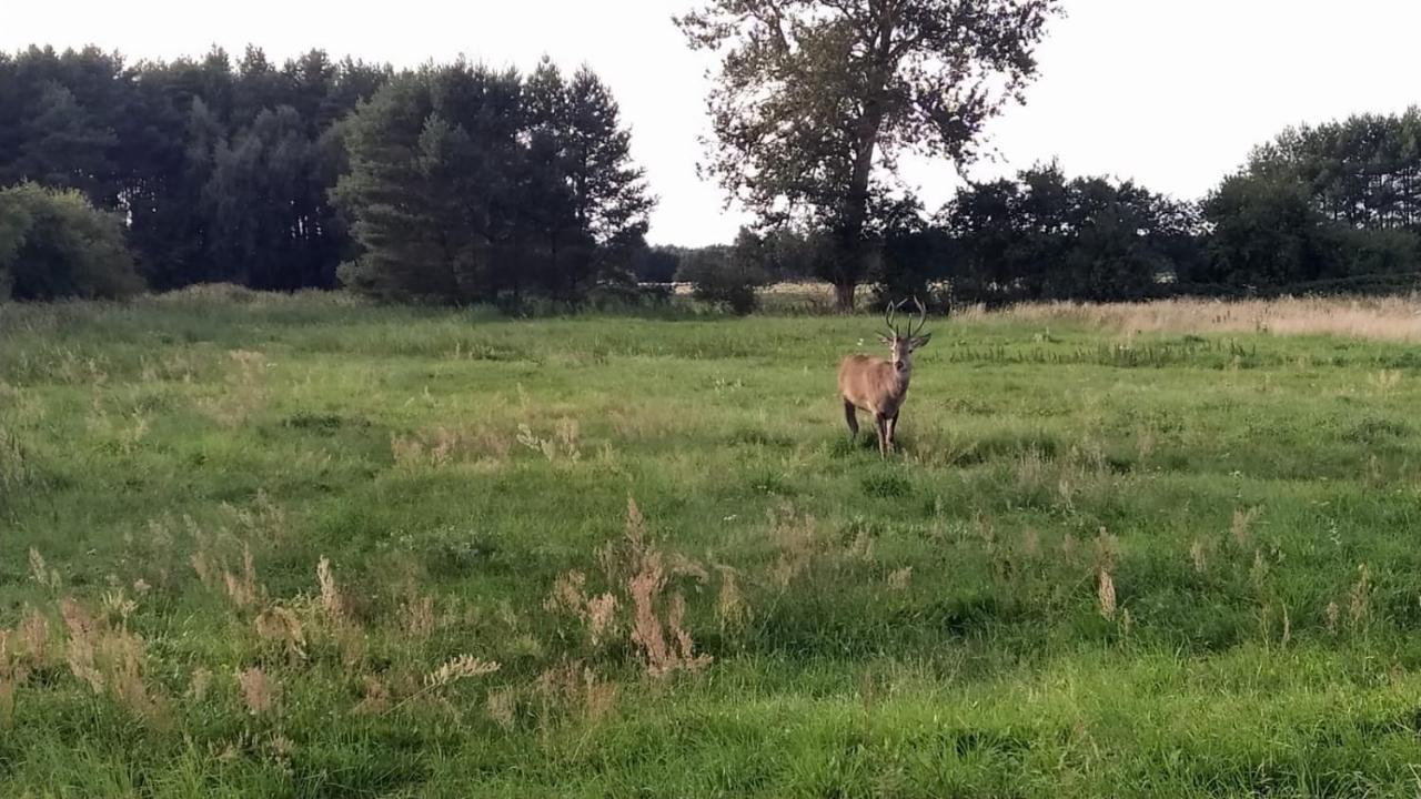 Slowinskie Widoki Domki Flora, Fauna, Noclegi Smoldzinski Las Exterior foto